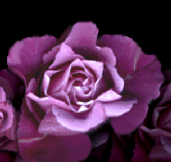 Purple Rose WebRing